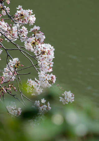 2016.03.31千鳥ヶ淵前ボケ　松島